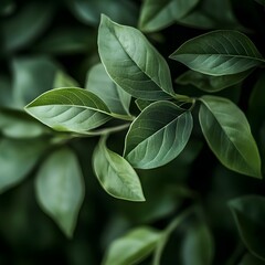 Striking close up of the vibrant textured leaves of a thriving green plant beautifully illuminated with a dramatic cinematic lighting setup in a modern minimalist setting