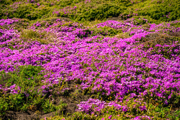 Close-up of Purple Carpet of Ice Plant (Carpobrotus Edulis) blooming in springtime in Monterey, California