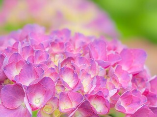 梅雨から初夏の公園や花壇を彩るアジサイのある風景。装飾花の繊細な質感とカラフルな色彩の様子