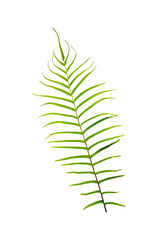 fern leaf isolated in nature concept element