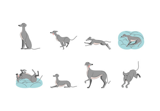 Colorful Greyhound Dog Poses Illustration Set