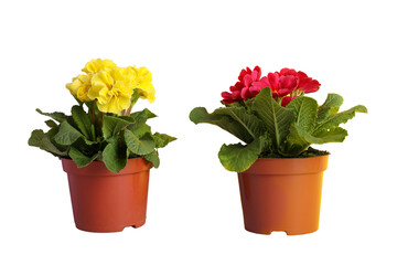 Gardening, Yellow and red flowers in pots enhance the decor of an indoor space, isolated on white, PNG