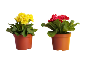 Gardening, Yellow and red flowers in pots enhance the decor of an indoor space, isolated on white, PNG