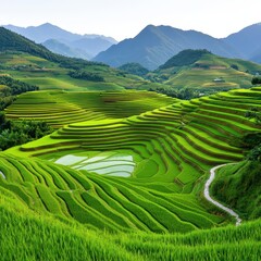 Vibrant Green Rice Terraces on Mountain Slopes