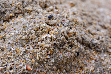 Sand, gravel, and small golden yellow shells on the beach.