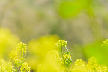 菜の花畑に差し込む春の日差し
