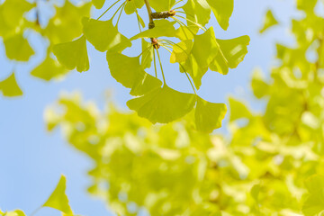 新緑のイチョウの葉と青空