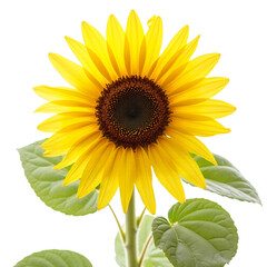 Fototapeta premium Yellow-Sunflower-Closeup Flower-Blossom Summer-Flower Nature-Photography Helianthus-annuus