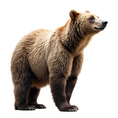 Fototapeta premium Brown-Bear-isolated-on-white-background_animal_wildlife_mammal