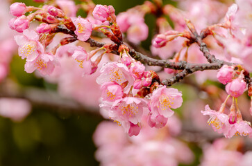 雨露をまとう河津桜の花