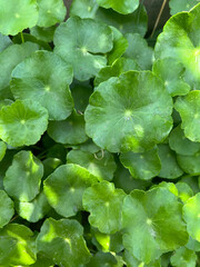 green Kaempferia rotunda leaves background, flora foliage