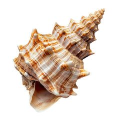 Fototapeta premium Spider Conch seashell concept top view full length isolate on transparent background