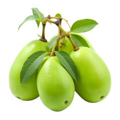 Green_Mangoes_on_Branch_Fruit_Still_Life_Healthy_Food