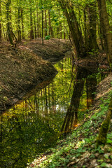 bory, charakter, drzew, drzew, zieleń, krajobraz, drewna, droga, drewna, park, szlak, lato, dzungla, okolica, bezdroża, naturalny, jary, mech, roślin, 