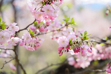 淡いピンクの思川桜