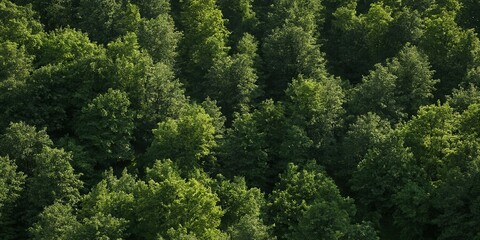 Nahe Ansicht eines sommerlichen Mischwaldes mit vielschichtigen Grüntönen und dichter Kronenstruktur