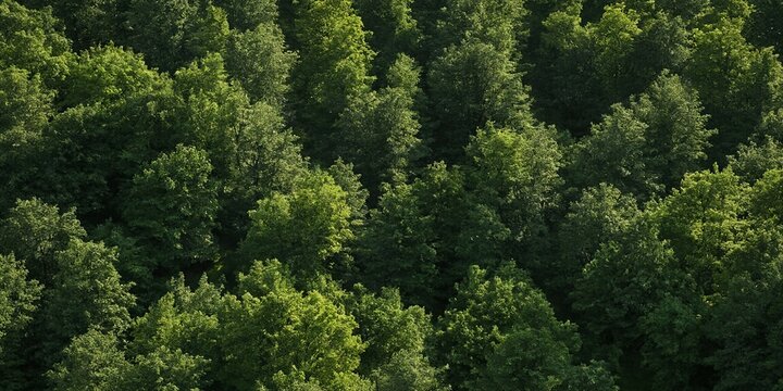 Nahe Ansicht eines sommerlichen Mischwaldes mit vielschichtigen Gr&uuml;nt&ouml;nen und dichter Kronenstruktur