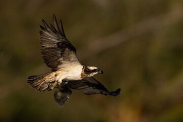 The beautiful flight characteristics of Osprey in Thailand.