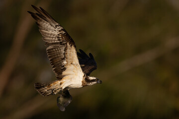 The beautiful flight characteristics of Osprey in Thailand.