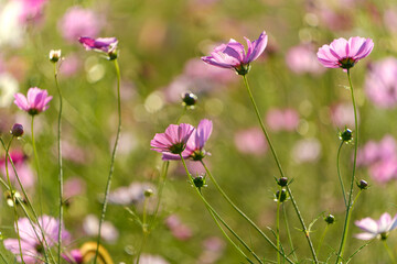 秋の陽射しに輝くピンクのコスモス