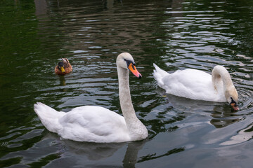Two Graceful white Swans swimming in the lake, swans in the wild