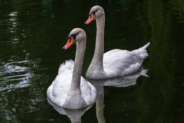 Two Graceful white Swans swimming in the lake, swans in the wild