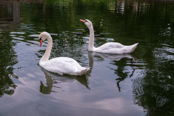 Two Graceful white Swans swimming in the lake, swans in the wild