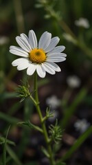 Fototapeta premium daisy in the garden