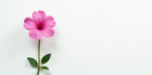 Single pink limonium stem, pristine white backdrop , stock, background