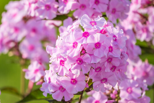Pink phlox flowers. Phlox paniculata. Flowering herbaceous plants. Blooming phlox paniculata in the garden
