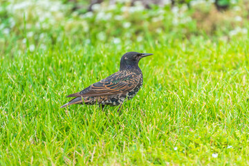 The common starling or European starling, Sturnus vulgaris, on a sprng lawn.