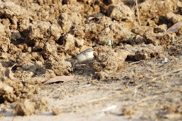 Prinia 