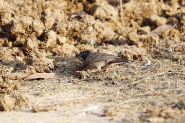 Prinia 