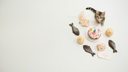 Cat birthday flat lay with cake and fish-shaped treats