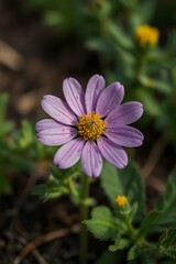 Obraz premium flower of a pink flower