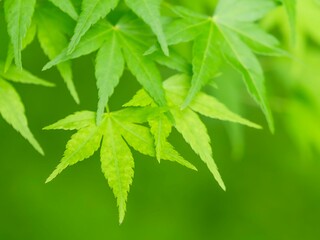 モミジの新緑。爽やかな風景。日差しでボケた風景。
