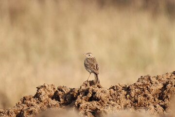 Prinia 