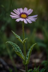 pink flower in the garden