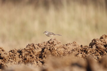 Prinia