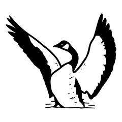 Canada goose wings spread vector