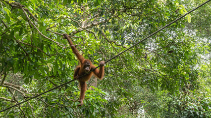 An orangutan in a bizarre pose among the green leaves of a tree. The primate holds onto branches...