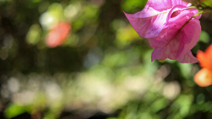 Close-up of a beautiful pink bougainvillea flower, in sharp focus, with a soft, blurred background of lush green foliage and other colorful flowers.