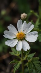 white daisy flower