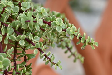Close-up of Portulacaria afra, a small variegated succulent with fleshy leaves displaying a mix of green and yellow. The plant's unique coloration makes it a striking addition to any succulent.