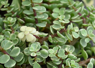 Close-up of Portulacaria afra, a small variegated succulent with fleshy leaves displaying a mix of...
