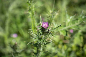 Milk Thistle blossom (Silybum marianum). grown in its natural environment. 