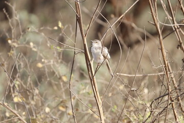 Prinia