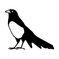 common magpie clipart