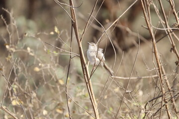 Prinia