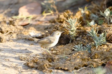 Prinia